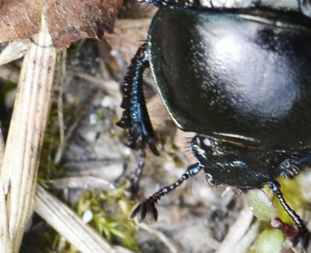 Trypocopris alpinus (cfr.)